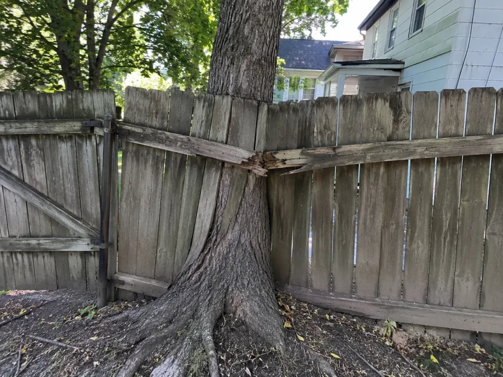 Cedar Rapids, Iowa fence project showing aged wood privacy fence built around a mature tree
